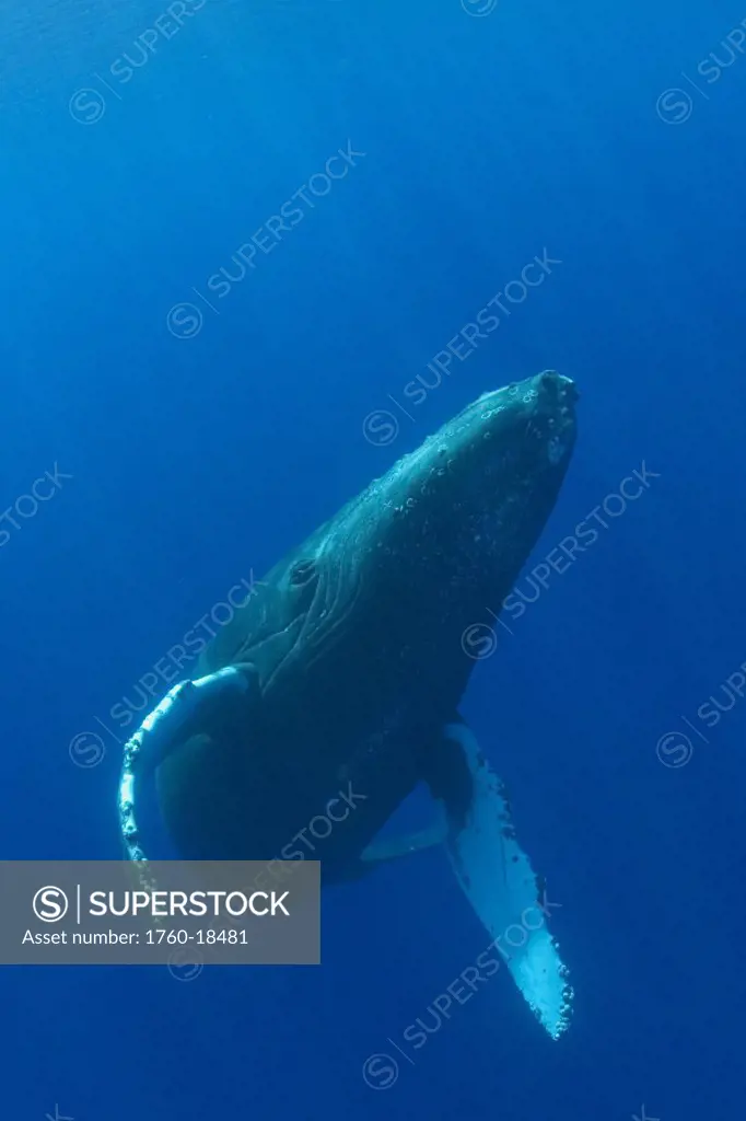 Hawaii, Humpback whale (megaptera novaeangliae) swimming in deep blue ocean.