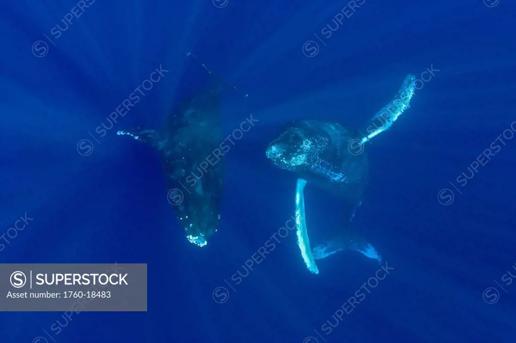 Hawaii, Two humpback whales (megaptera novaeangliae) swimming in deep blue ocean.