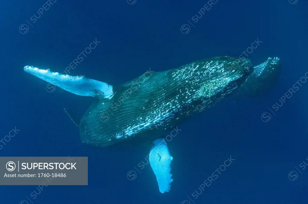 Hawaii, Humpback whale and calf (megaptera novaeangliae) swimming in deep blue ocean.