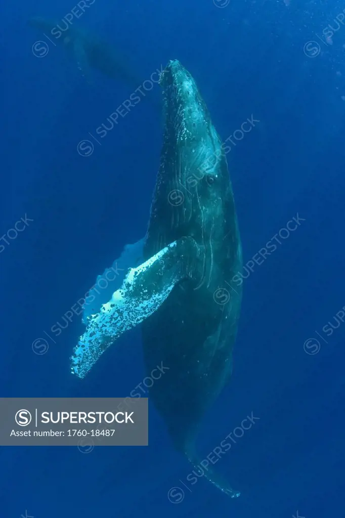 Hawaii, Humpback whale (megaptera novaeangliae) swimming in deep blue ocean.