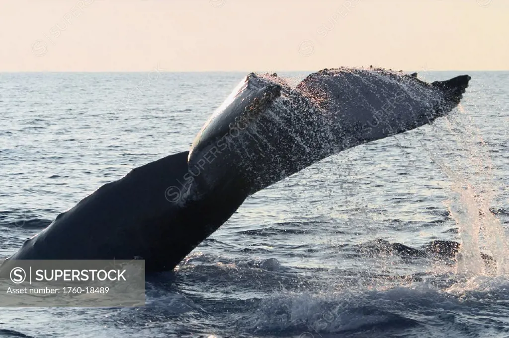 Hawaii, Humpback whale (megaptera novaeangliae) fluking.