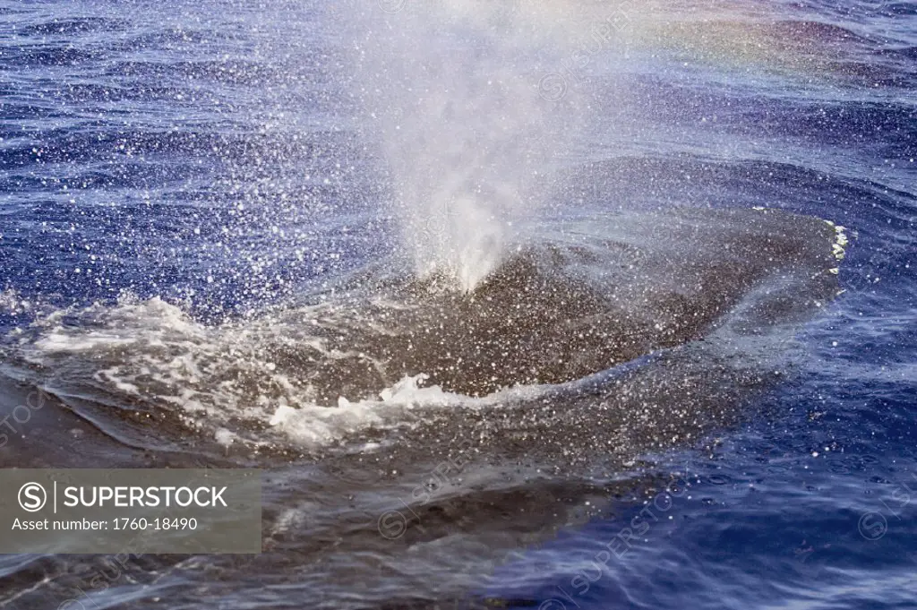 Hawaii, Humpback whale (megaptera novaeangliae) spouting at the surface.