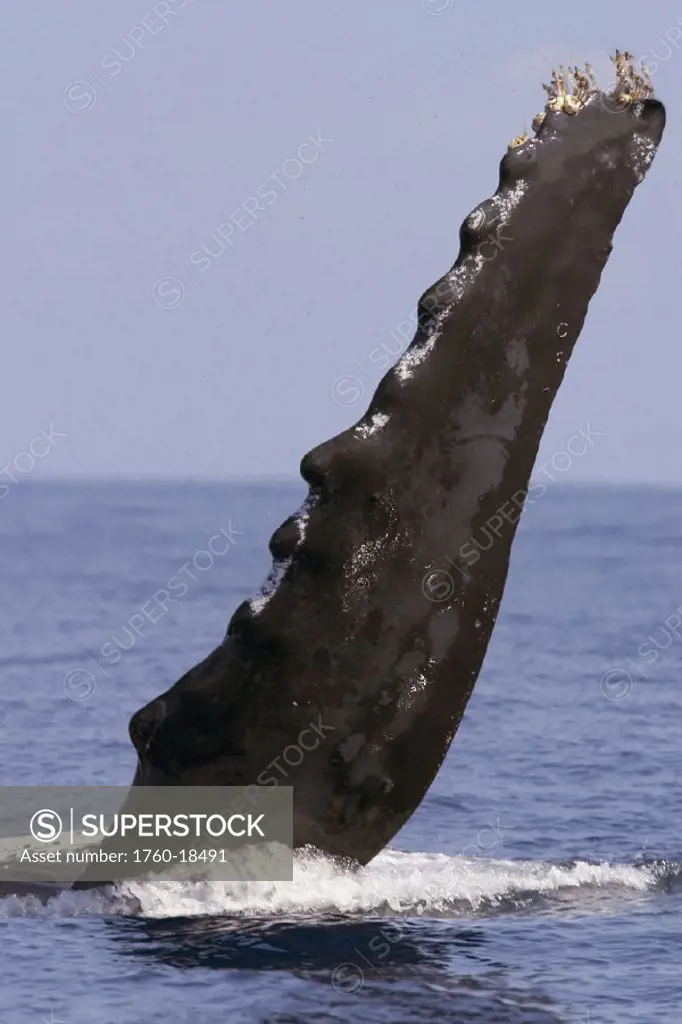 Hawaii, Humpback whale (megaptera novaeangliae) raises a fin at the ocean surface.
