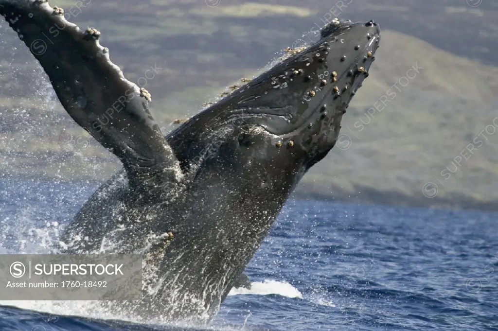 Hawaii, Humpback whale (megaptera novaeangliae) breaching.