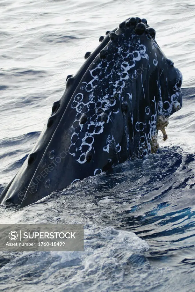 Hawaii, Humpback Whale (Megaptera novaeangliae) breaching, megaptera novaeangliae For use up to 13x20 only