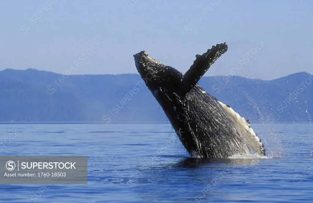 Alaska, Panhandle, Inside Passage, humpback whale breaching.