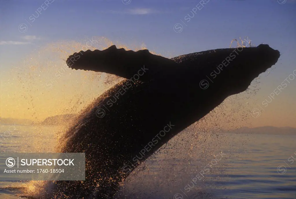 Alaska, Panhandle, Inside Passage, humpback whale breaching at sunset.