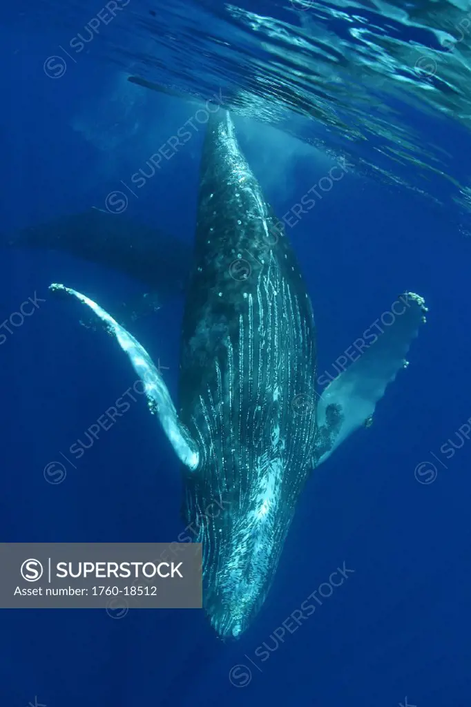 Humpback Whale (Megaptera novaeangliae) underwater in the Pacific Ocean