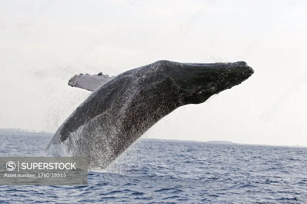 Hawaii, Humpback Whale (Megaptera novaeangliae) breaching.