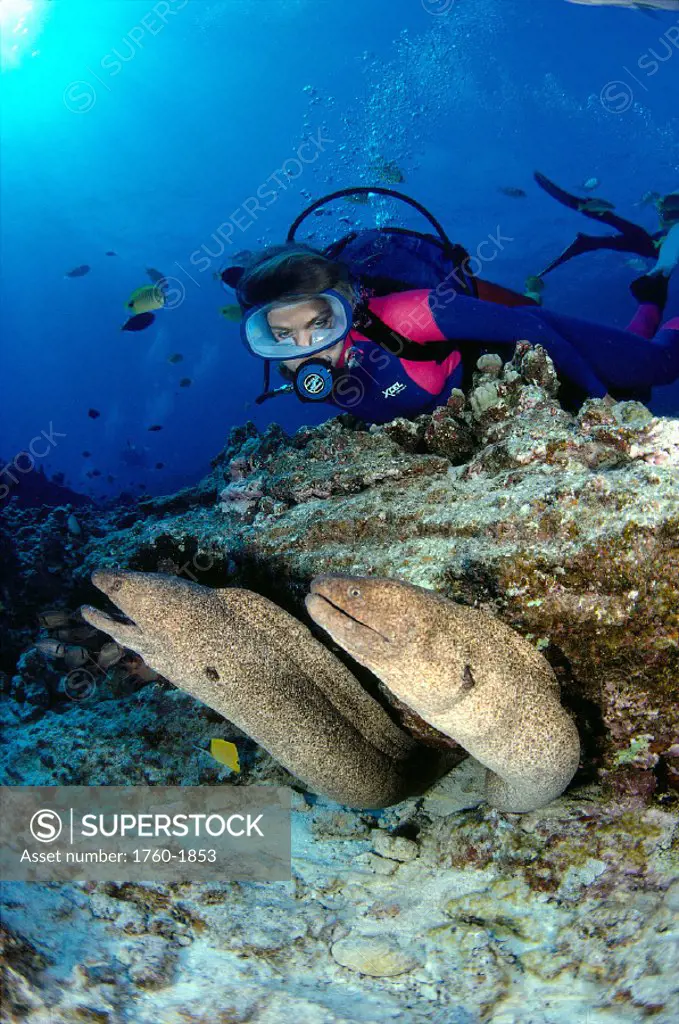 Hawaii, diver & two yellow margin moray eels peek from under reef             A80C