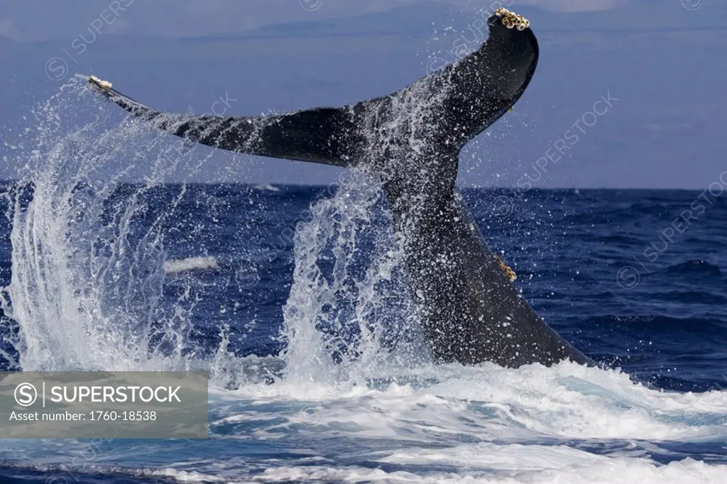 Hawaii, Big Island, Kona, Humpback Whale (Megaptera novaeangliae) fluking.