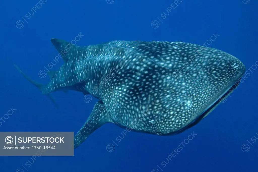 Hawaii, Big Island, Kona, Whale Shark (Rhiniodon typus) swimming forward.