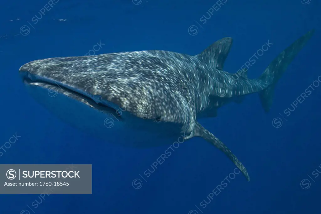 Hawaii, Big Island, Kona, Whale Shark (Rhiniodon typus) swimming forward.