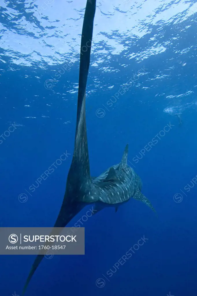 Hawaii, Big Island, Kona, Whale Shark (Rhiniodon typus) swimming away.