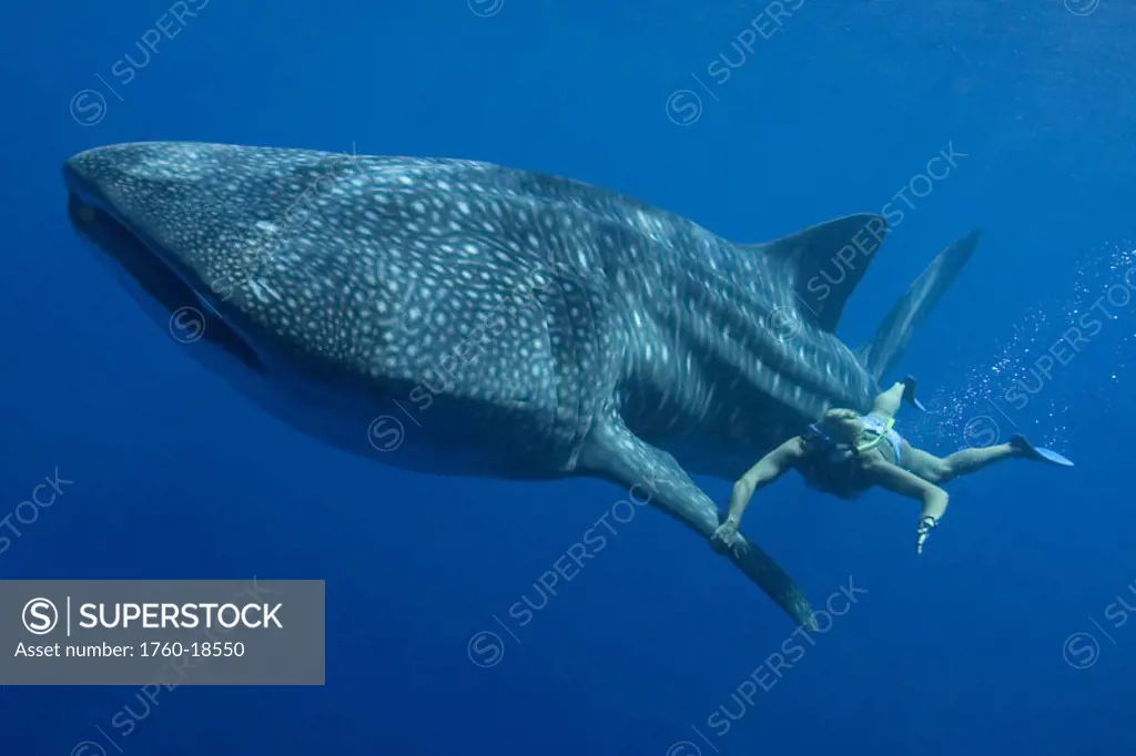 Hawaii, Big Island, Kona, Whale Shark (Rhiniodon typus), woman snorkeling beside it.