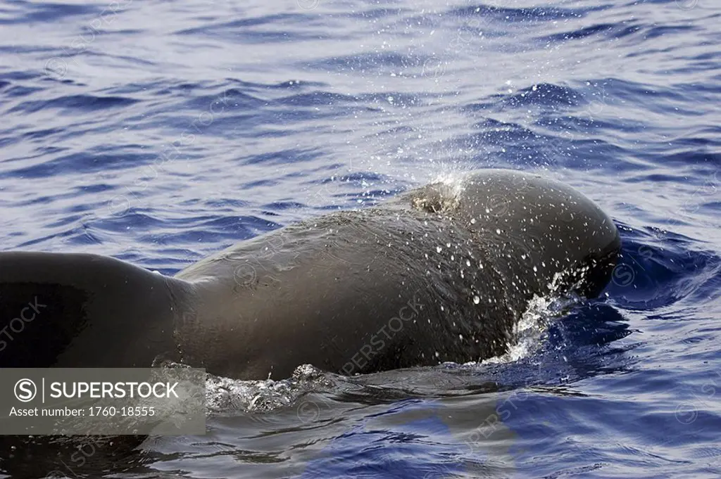 Hawaii, Big Island, The exhalation of a bull, male, short-finned pilot whale Globicephala macrorhynchus