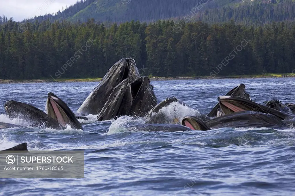 Alaska, Frederick Sound, Humpback whales megaptera novanglia bubble net feeding on herring