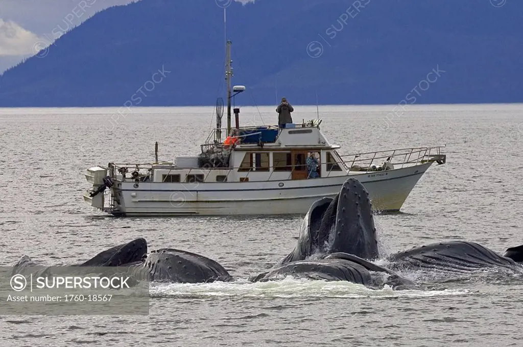 Alaska, Frederick Sound, Humpback whales megaptera novanglia bubble net feeding on herring, whale watching boat behind