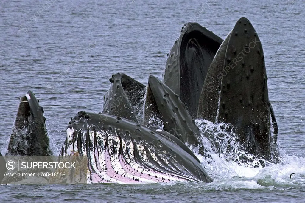 Alaska, Frederick Sound, Humpback whales megaptera novanglia bubble net feeding on herring