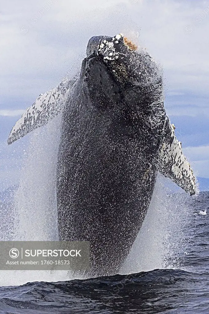Alaska, Frederick Sound, Humpback whale megaptera novanglia, breaching