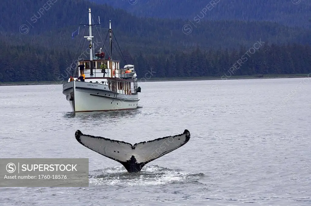 Alaska, Frederick Sound, Humpback whale megaptera novanglia, fluking, whale watching boat behind
