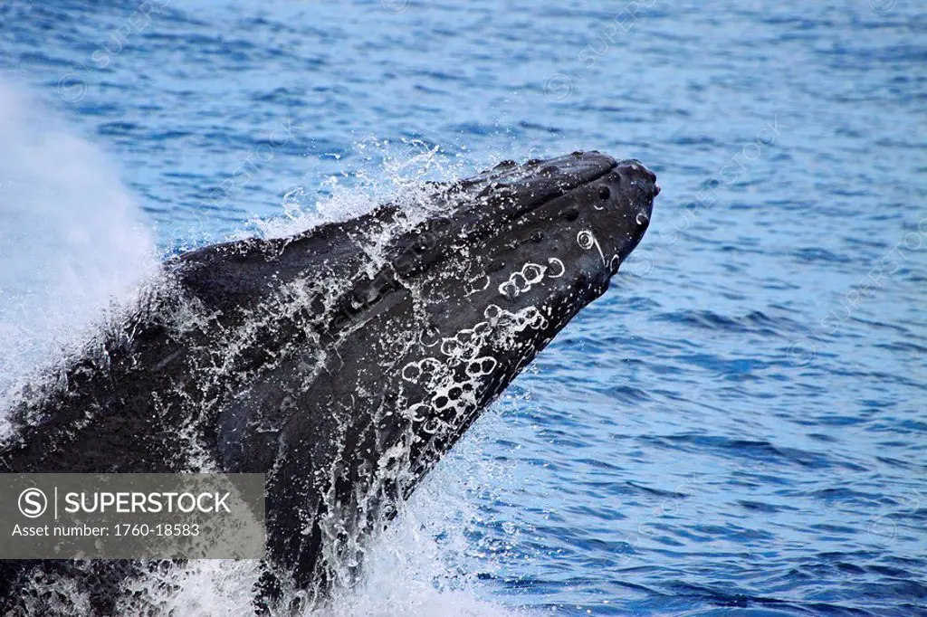 Hawaii, Maui, Humpback whale breaching.