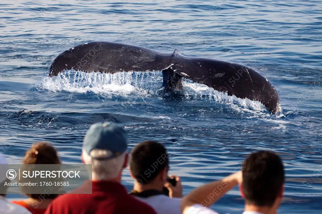 Hawaii, Maui, Lahaina, Humpback whale fluking its tail, Passengers MR on a whale watching boat.