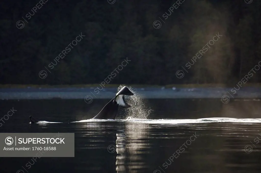Alaska, An Orca Whale slaps it´s tail flukes on the surface.