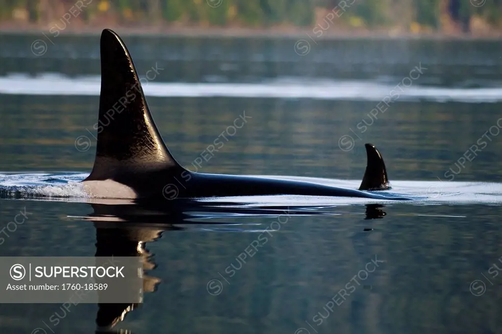 Alaska, An Orca Whale surfaces on inside passage.