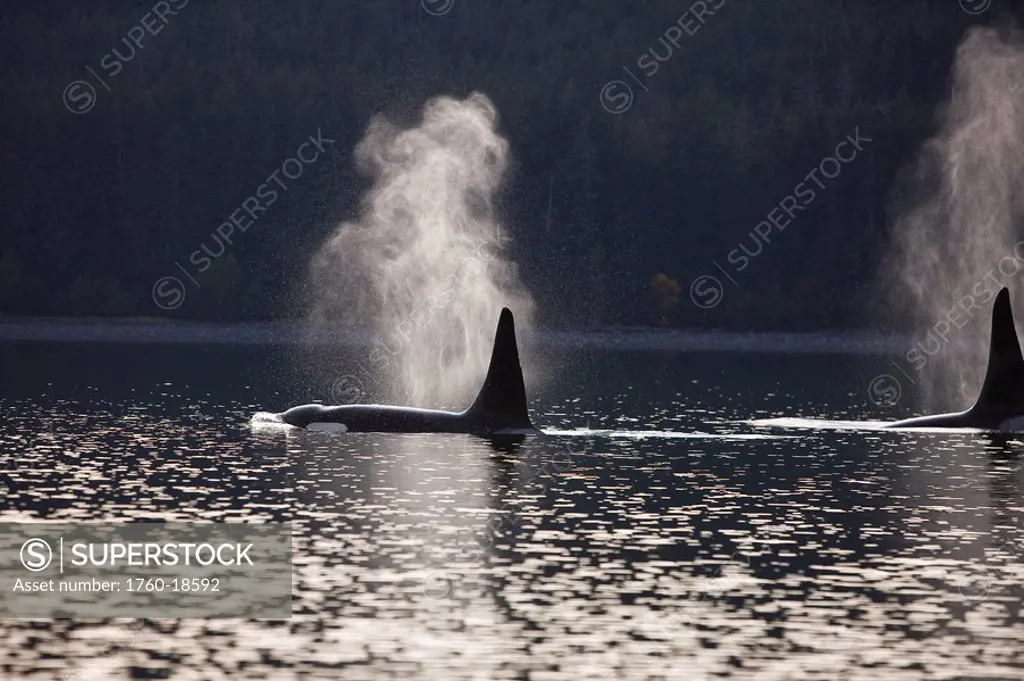 Alaska, An Orca Whale surfaces on inside passage.
