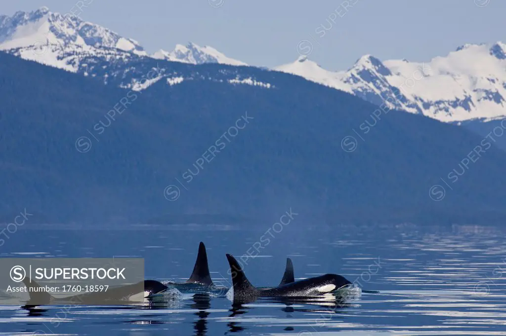 Alaska, Orca Whales Killer Whales surface in Lynn Canal, Chilkat Mountains in the distance, Inside Passage.