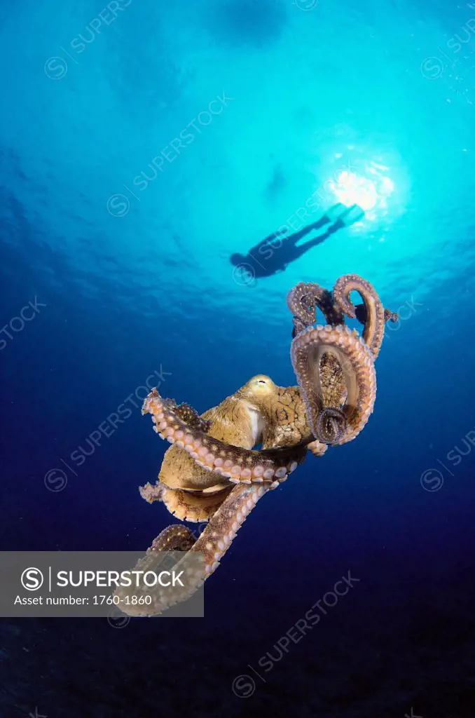 Hawaii, diver silhouetted at surface w/ sunburst, octopus midwater (Octopus   A87D cyanea)