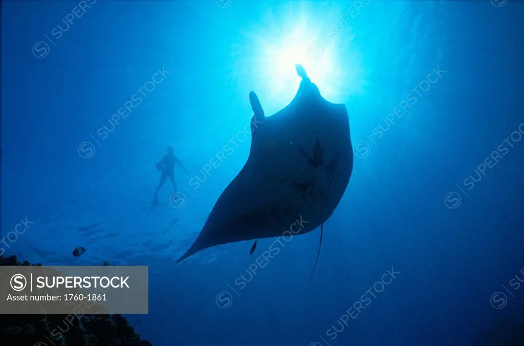 Hawaii, Big Island, Kona, manta ray silhouette, diver near surface, sunburst A86A