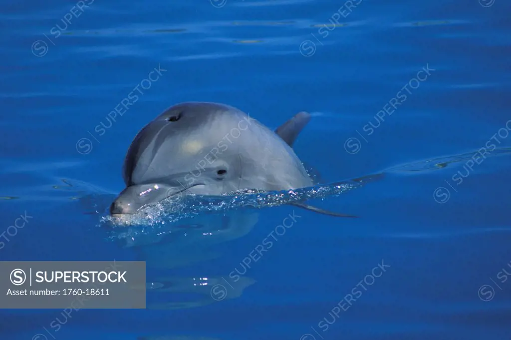 Hawaii, Dolphin head peeking out of waters surface,