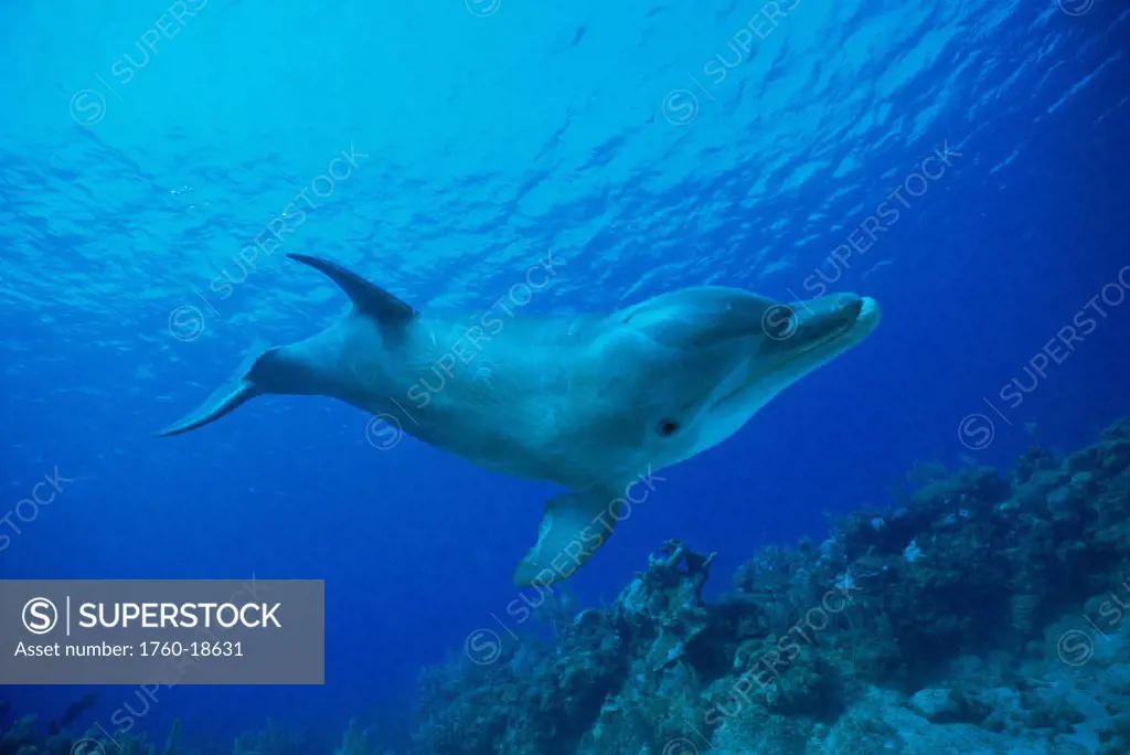 Caribbean bottlenose dolphin full body angle (Tursiops truncatus) underwater captive release