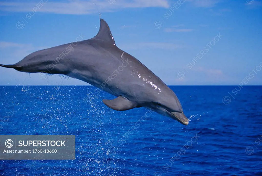 Honduras Roatan closeup side angle of Atlantic bottlenose dolphin leaping (Tursiops truncatus)