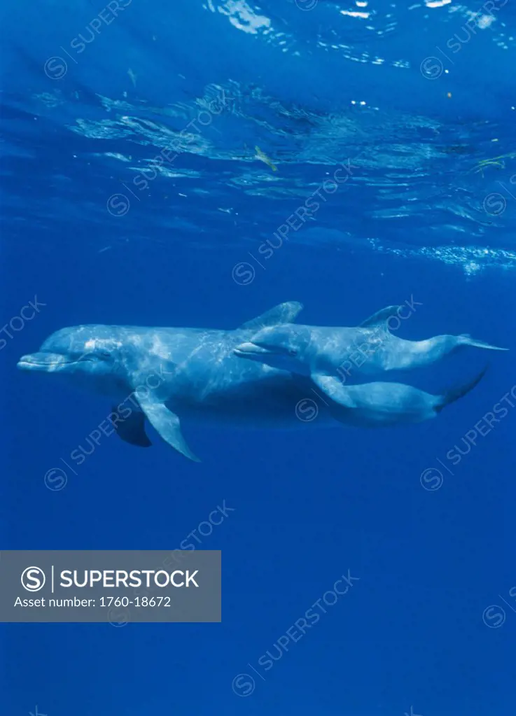 Bahama, Bottlenose dolphin & calf underwater near surface (Tursiops truncatus) Atlantic Ocean 001820