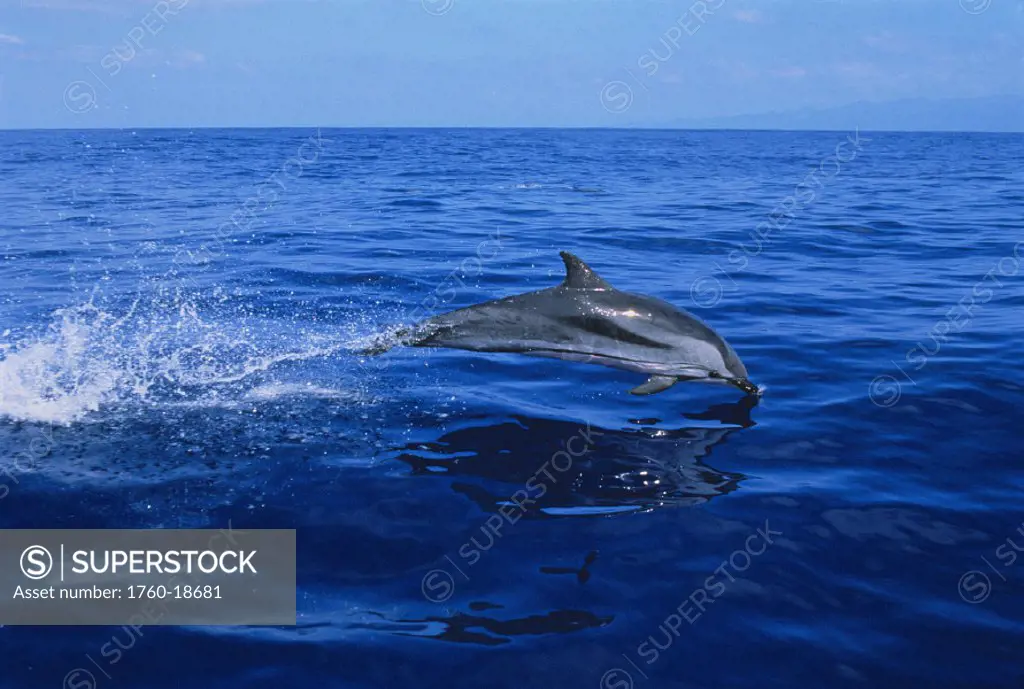 Portugal side view of striped dolphin jumping at surface, shiny (Stenella coeruleoalba) Azores Islands North Atlantic