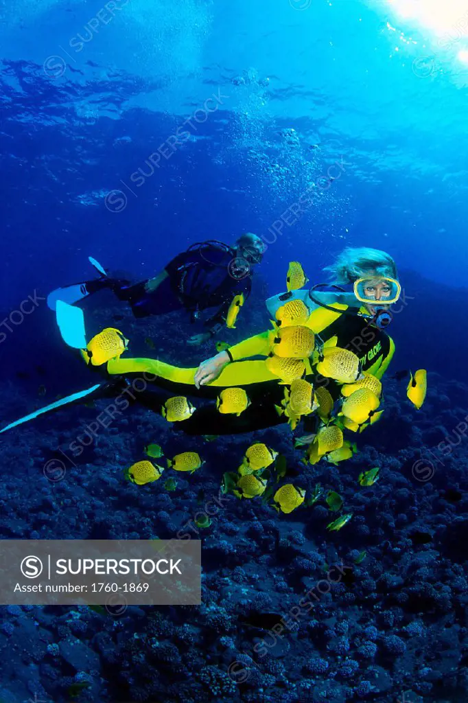 Hawaii, Divers and milletseed butterflyfish (Chaetodon miliaris) B1313