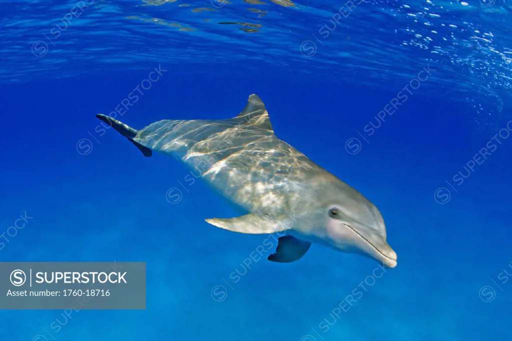 Atlantic Bottlenose Dolphin, (Tursiops truncatus)