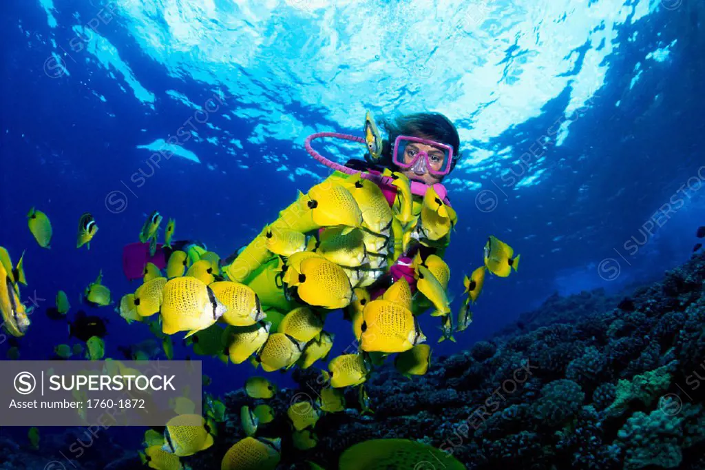 Hawaii, Diver with lemon butterflyfish (Chaetodon miliaris) B1327