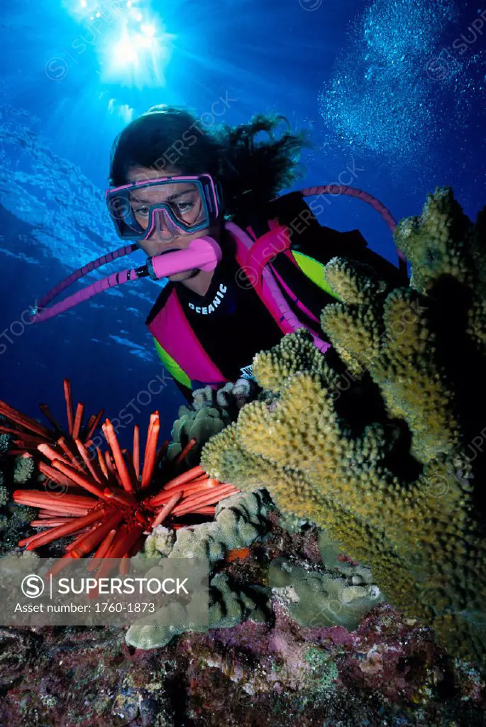 Hawaii, Diver with Red Sea Urchin (Heterocentrotus mammillatus) B1304