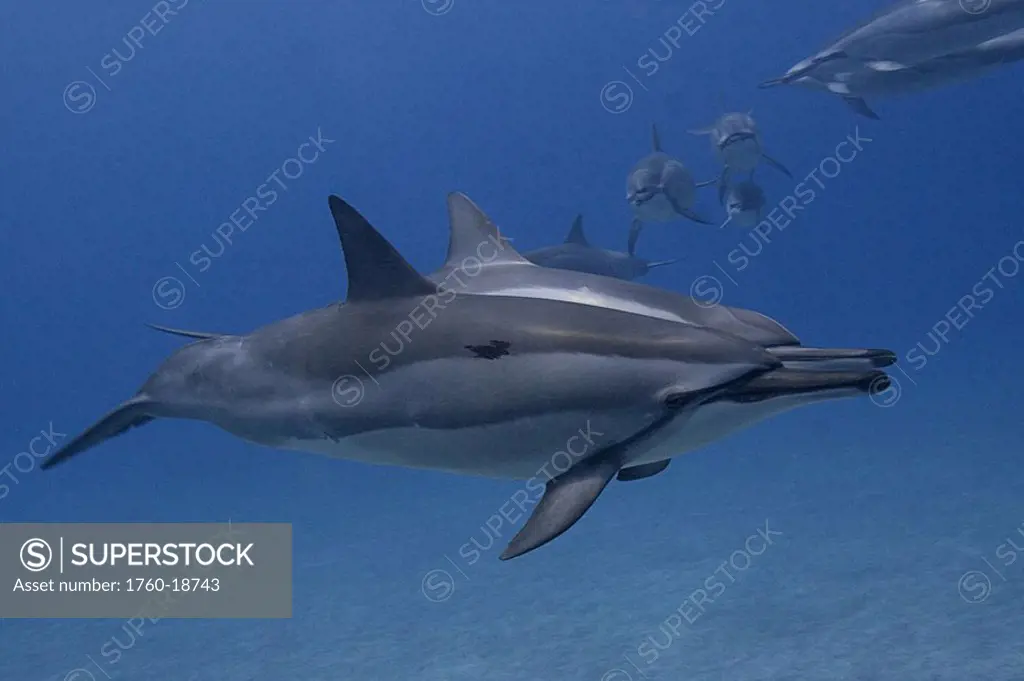 Hawaii, Big Island, Kona Coast, spinner dolphins Stenella longirostris swimming underwater