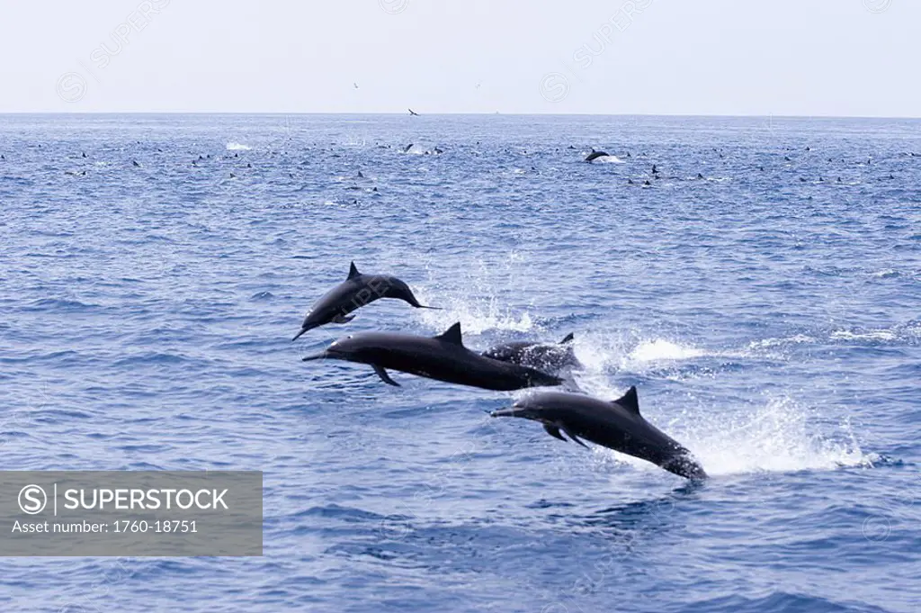 Guatemala, Puerto Quetzal, Spinner Dolphins jumping