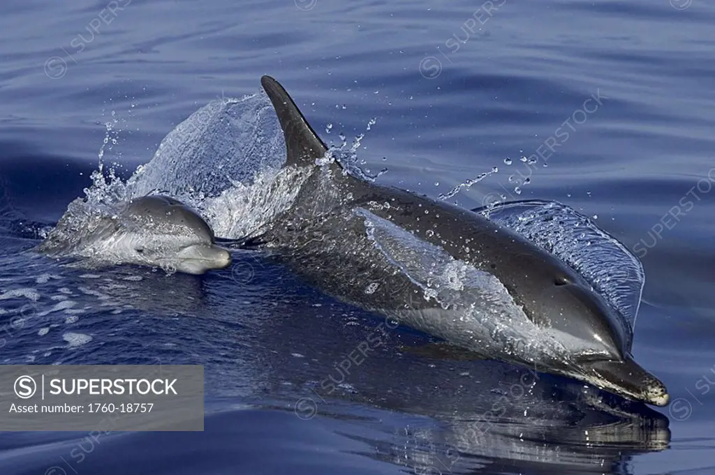 Hawaii, Pantropical spotted dolphin stenella attenuata, mother and baby at the surface