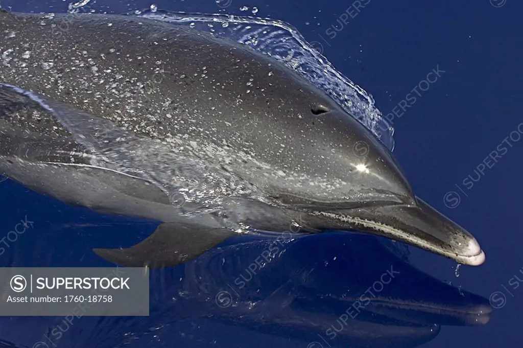 Hawaii, Pantropical spotted dolphin stenella attenuata, swimming at the surface