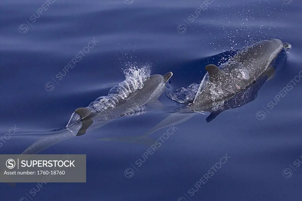 Hawaii, Pantropical spotted dolphins stenella attenuata, swimming at the surface
