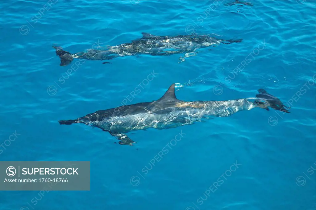 Hawaii, Kauai, spinner dolphins Stenella longirostris seen here at the surface of the water. /n