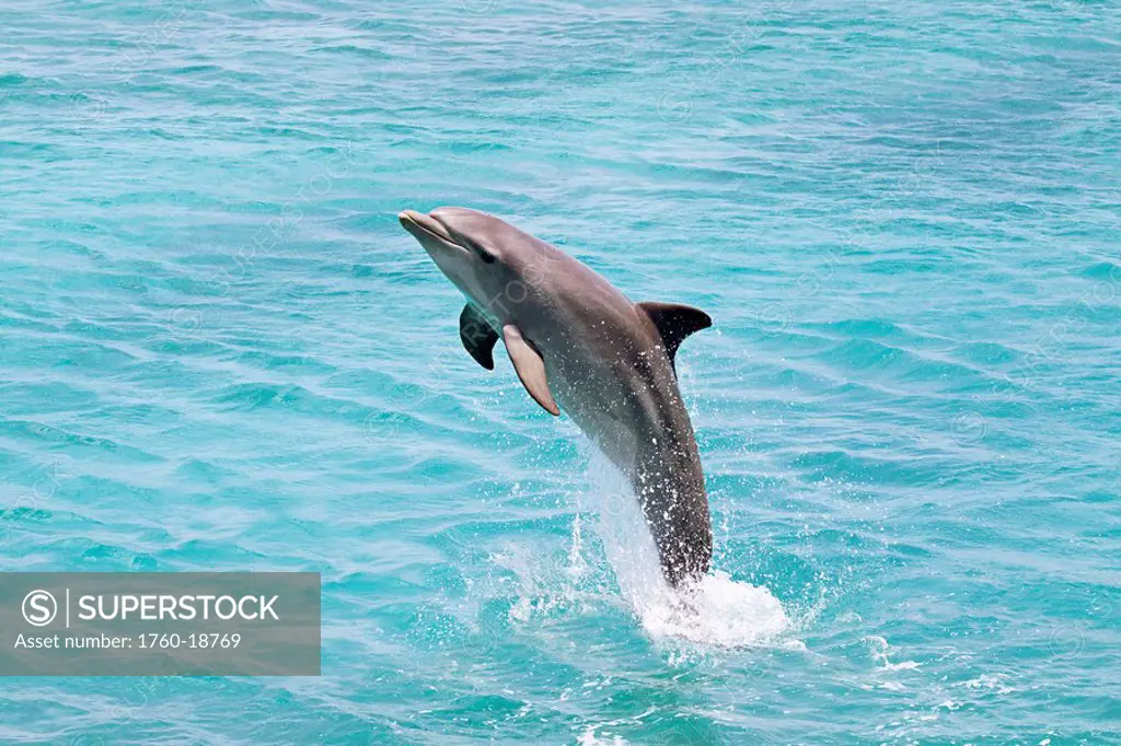 Netherlands Antilles, Caribbean, Atlantic Bottlenose Dolphin Tursiops truncatus leaps from the ocean off Curacao.