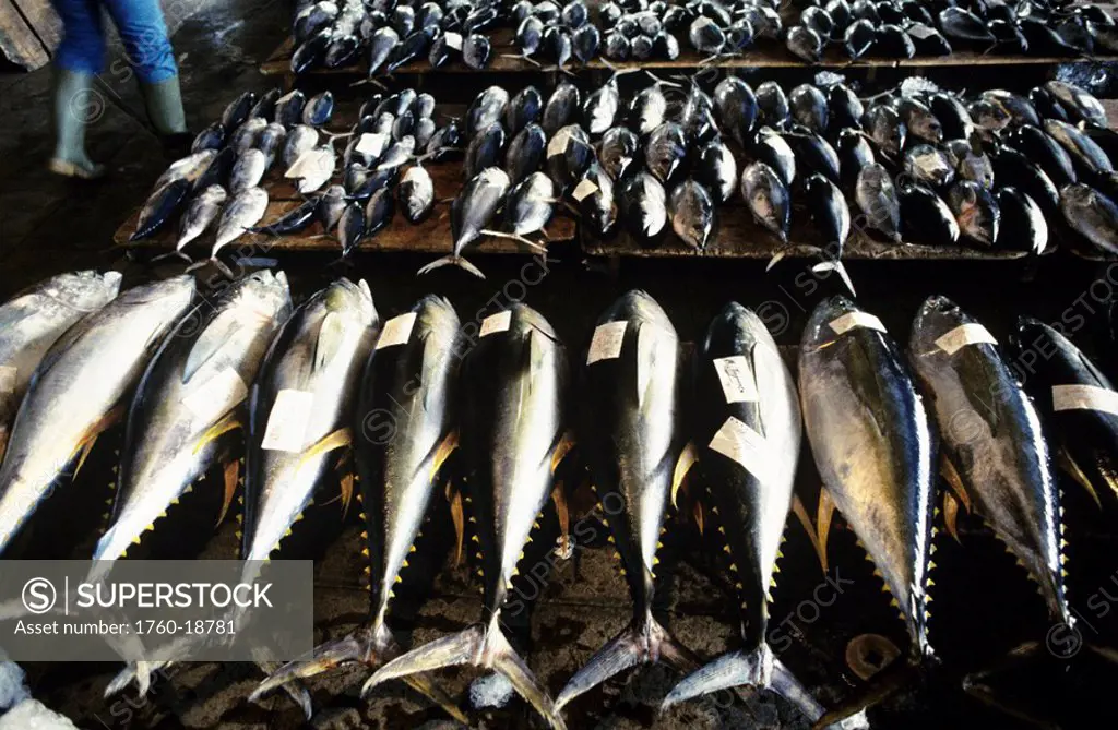 Hawaii, Big Island, Hilo, Fish Auction, Tuna fish lined up in rows on display.